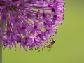 Alium and Hoverfly by Czech Conroy (20)