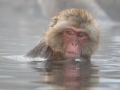 Bathing-Japanese-Macaque-by-Julie-Langman