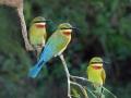 Blue-tailed Bee-eaters by Czech Conroy (19)