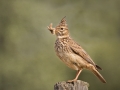 Crested Lark With Food by Czech Conroy