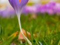Crocus by Edmund Ault