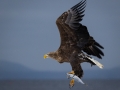 Gone-Fishing-by-Cheryl-Morris