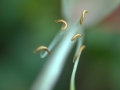 HONEYSUCKLE by Jane Upcot