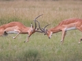 Impala Bucks Fighting by Czech Conroy