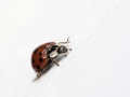 Ladybird by Paul Whitmarsh
