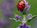 Ladybird by Vera Stevens