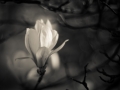Magnolia by Steve Jones
