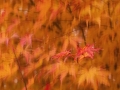 Maple Syrup by Paul Whitmarsh