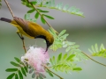 Olive-backed sunbird (Cinnyris jugularis) by Greg Gillies