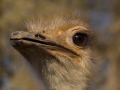 Ostrich by Val Bluck