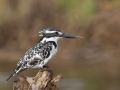 Pied kingfisher by Greg Gillies