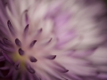 Purple Haze by Paul Whitmarsh
