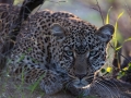 Ready to Pounce by Cheryl Morris