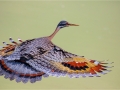 Sunbittern (Eurypyga helias) by Greg Gillies