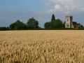 Wheat-Fields-by-Janet-Wayman