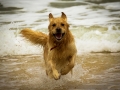 Yay! by Cheryl Morris