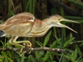 Yellow Bittern Calling by Czech Conroy (19)