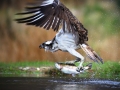 fishing osprey by john akar