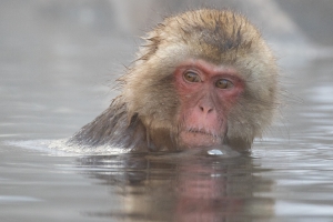Bathing-Japanese-Macaque-by-Julie-Langman