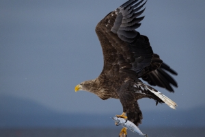 Gone-Fishing-by-Cheryl-Morris