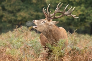 Julie-Langman_Bellowing-Stag
