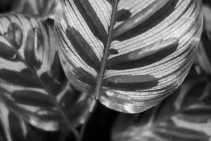 Peacock-Plant-by-Fances-Gras