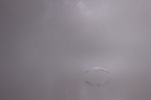 Silvia-Agnelli_Flying-solo