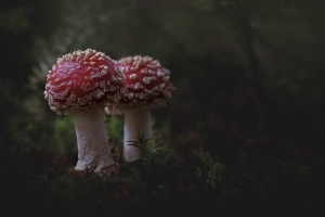 Vera-Stevens_Fly-Agaric