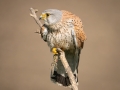Kestrel-With-Its-Prey-by-Czech-Conroy-ARPS