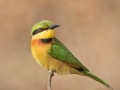 Little Bee-eater by Czech Conroy