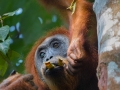 Orang Utan mother and baby, Sumatra by Greg Gillies