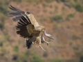Vulture Preparing for Landing by Czech Conroy